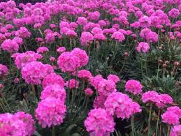 Armeria Daydream 140mm