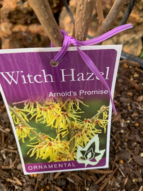 Hamamelis Arnold's Promise 18lt