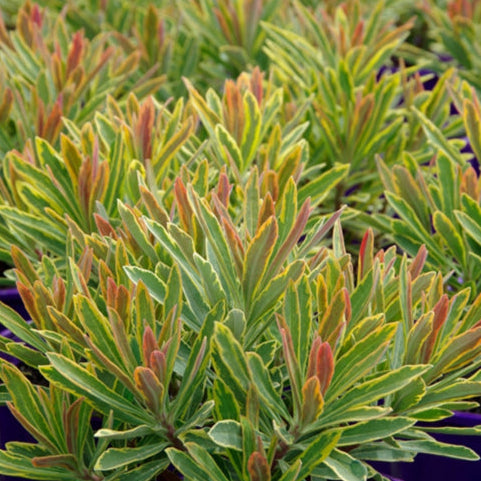 Euphorbia Ascot Rainbow 17cm