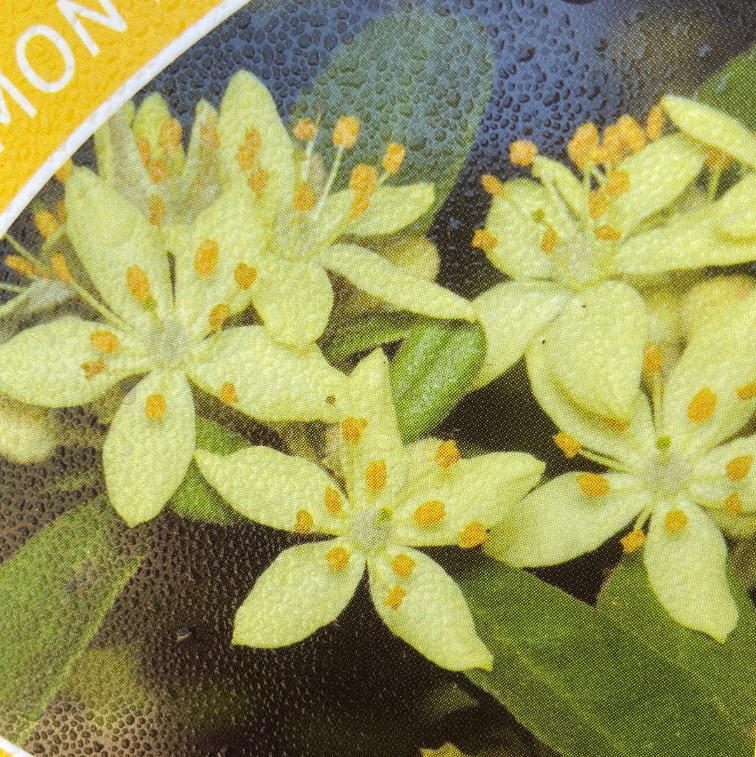 Asterolasia Lemon Essence 140mm