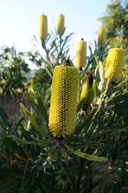 Banksia Attenuata Dwarf 180mm