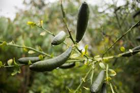 Australian Finger Lime 18lt