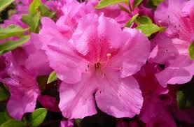 Azalea Autumn Royalty 17cm