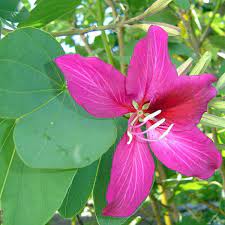 Bauhinia Purpurea 50lt