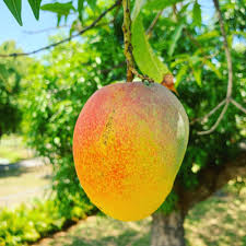 Mango Bambaroo 18lt