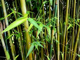 Bambusa Gracilis 30cm