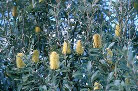 Banksia Integrifolia 140mm