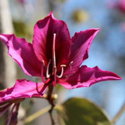 Bauhinia Purpurea 18lt