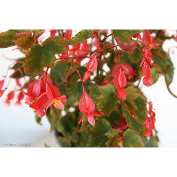 Begonia Medora Troutleaf