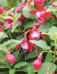 Fuchsia Bella Lydia 140mm