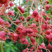 Brachychiton Bella Pink 50lt