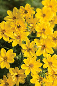 Bidens Goldilocks Rocks 140mm