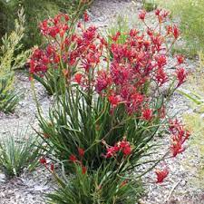 Anigozanthos Red 14cm