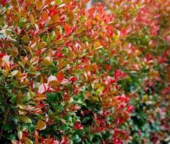 Syzygium Big Red 30lt