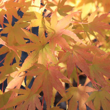 Acer Palmatum Bihou 30lt