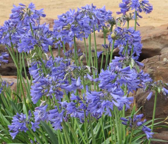 Agapamthus Bingo Blue 17cm