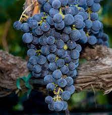 Grape Black Marroo 200mm