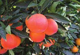 Ippolito Blood Orange 4lt
