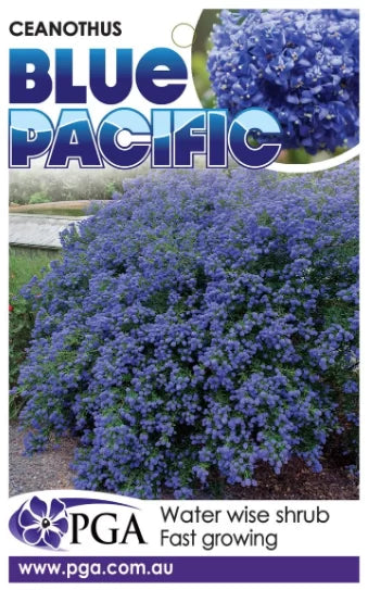 Ceanothus Blue Pacific 8lt