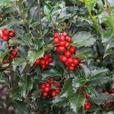 Blue Prince Holly 200mm