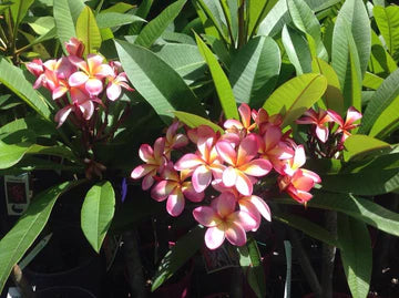 Blushing 50lt