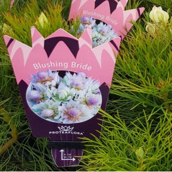 Serruria Florida Blushing Bride 175mm