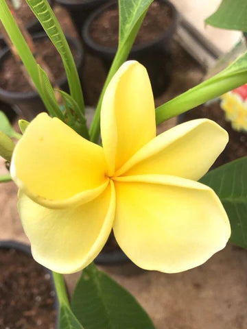 Bowen Yellow 8lt