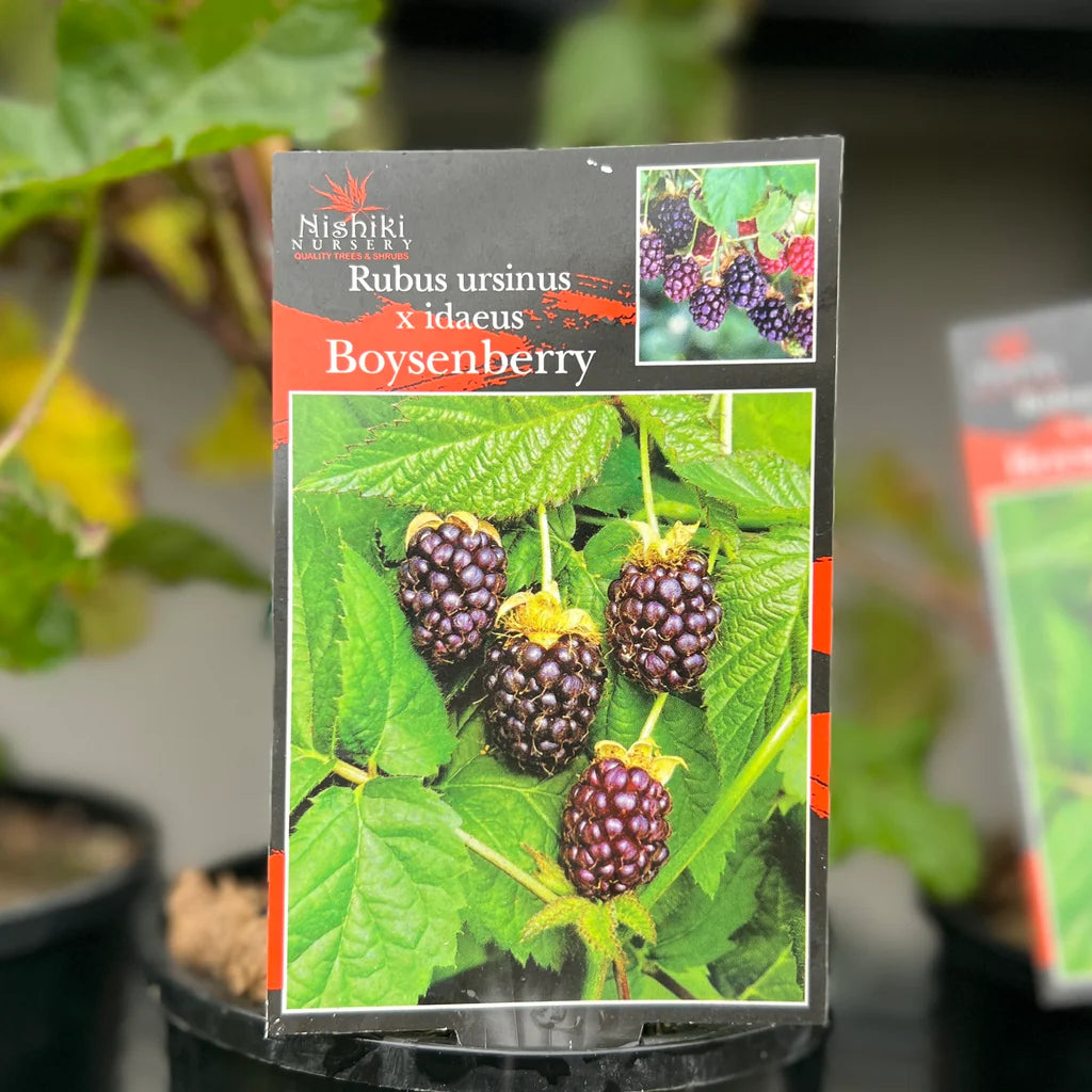 Boysenberry