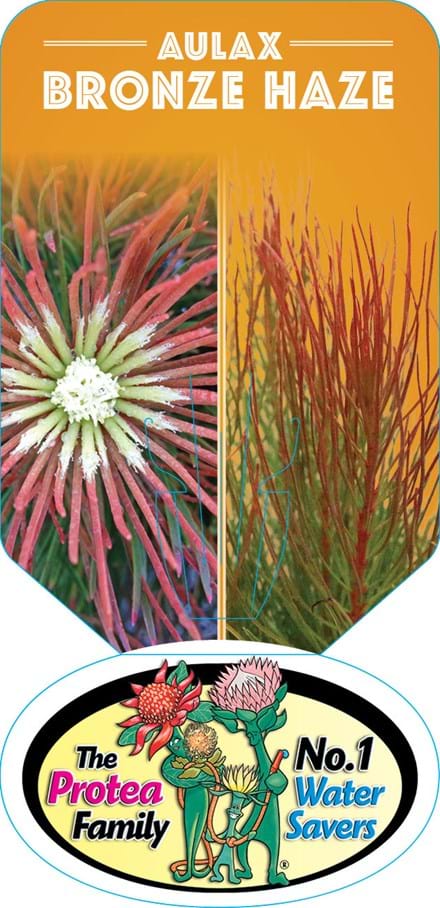 Aulax Cancellata Bronze Haze 140mm