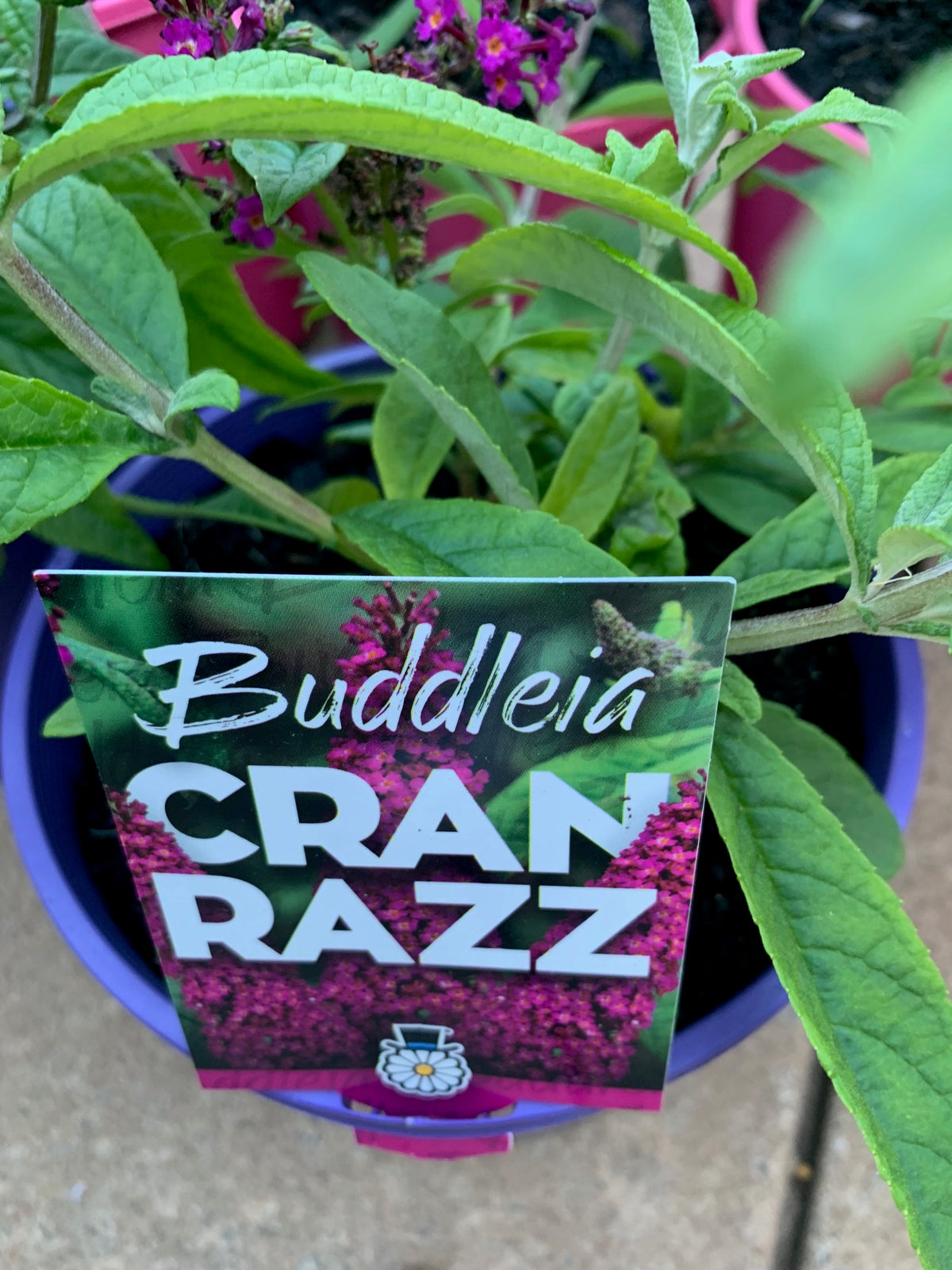 Buddleja Cranrazz 175mm