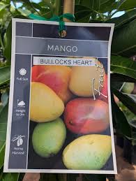 Mango Bullocks Heart 18lt