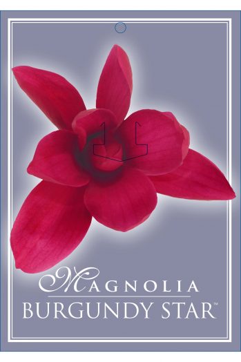 Magnolia Burgandy Star 18lt