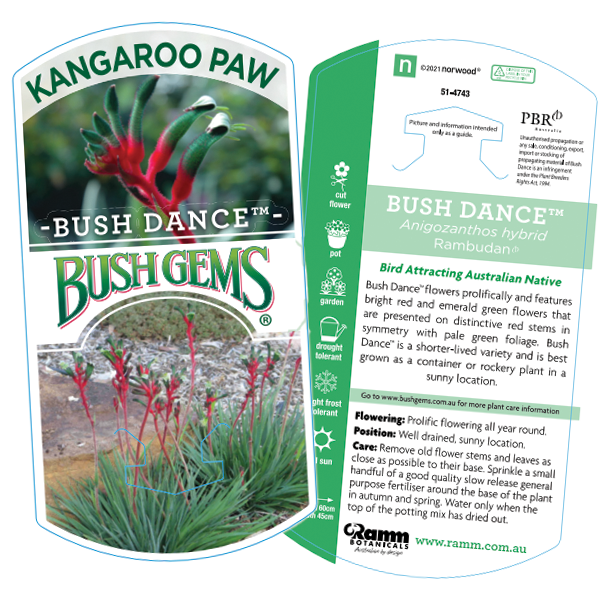Kangaroo Paw Bush Dance 17cm