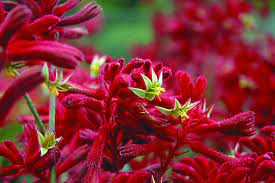 Anigozanthos Bush Fury 140mm