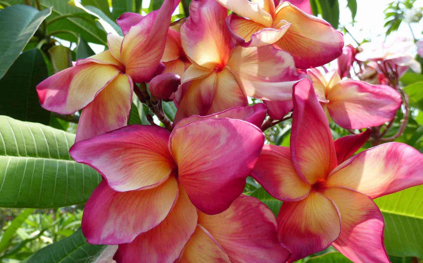 Butterfly Gold Grafted 30lt