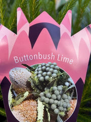 Buttonbush Lime 12lt