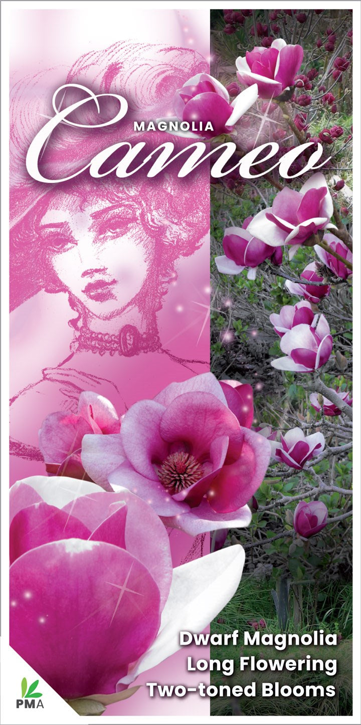 Magnolia Cameo 18lt