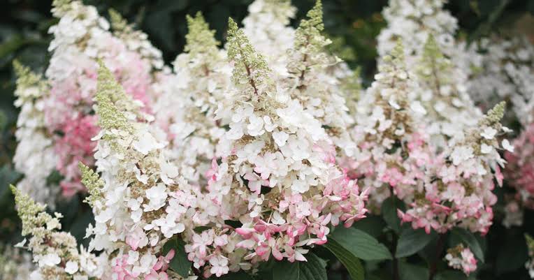 Hydrangea Paniculata Candlelight 20cm