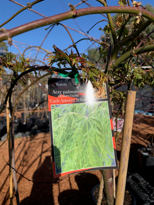 Acer Palmatum Dissectum Carls Autumn Yellow 50lt