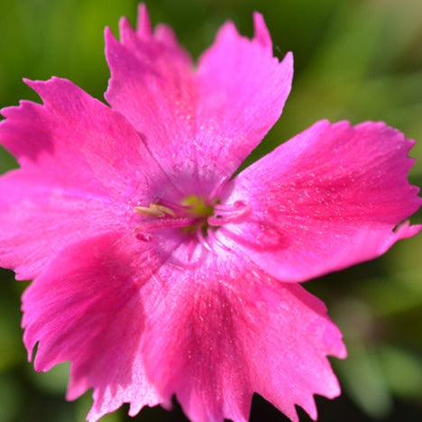 Carnation Kahori 13cm