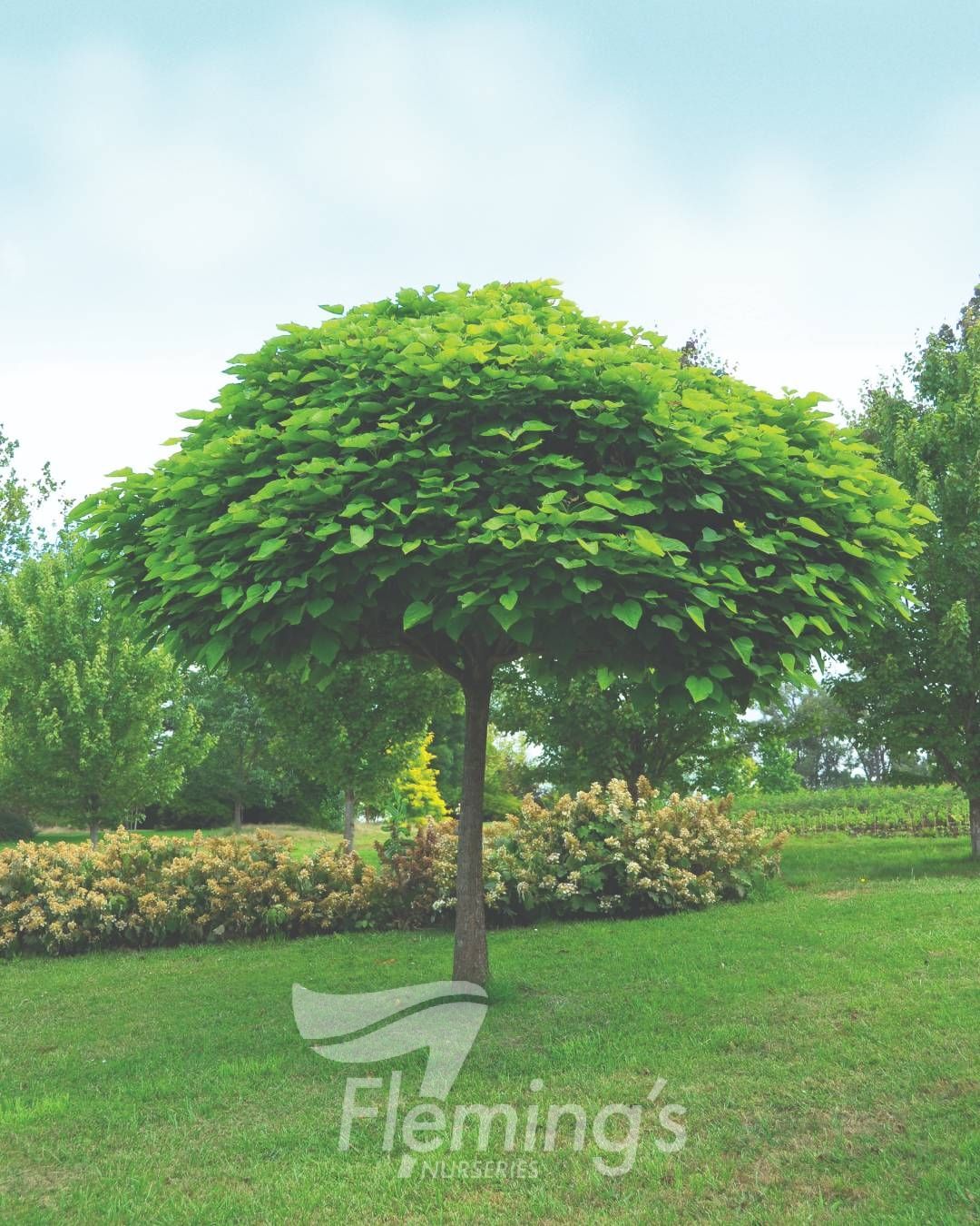 Catalpa Nana