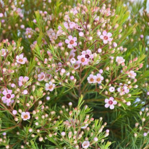 Chamelaucium Cha Cha 5lt