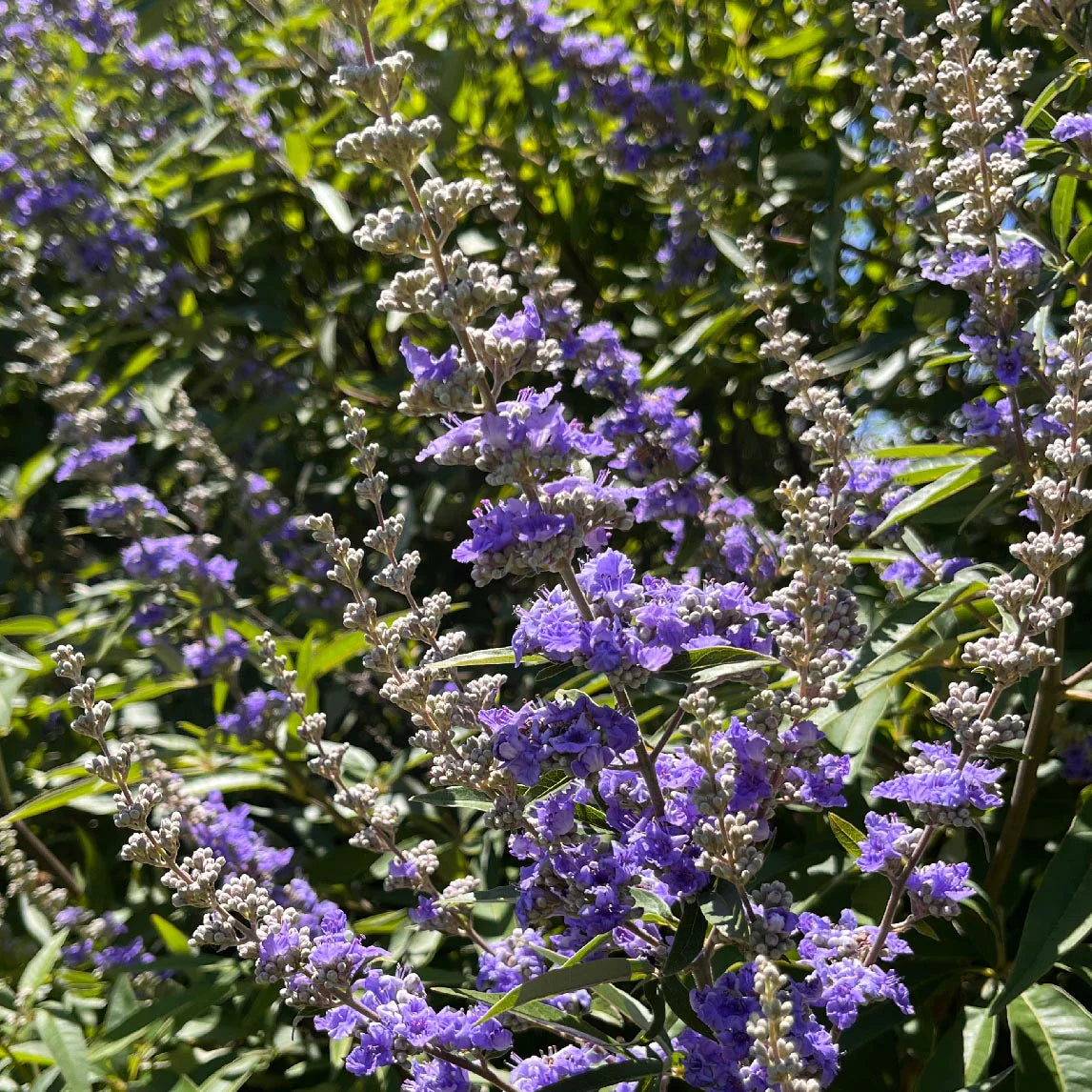 Vitex Agnus-castus Chaste Tree 18lt