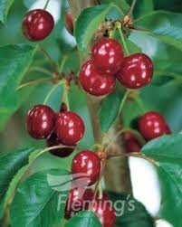 Cherry Trixzie Royal Crimson 50lt