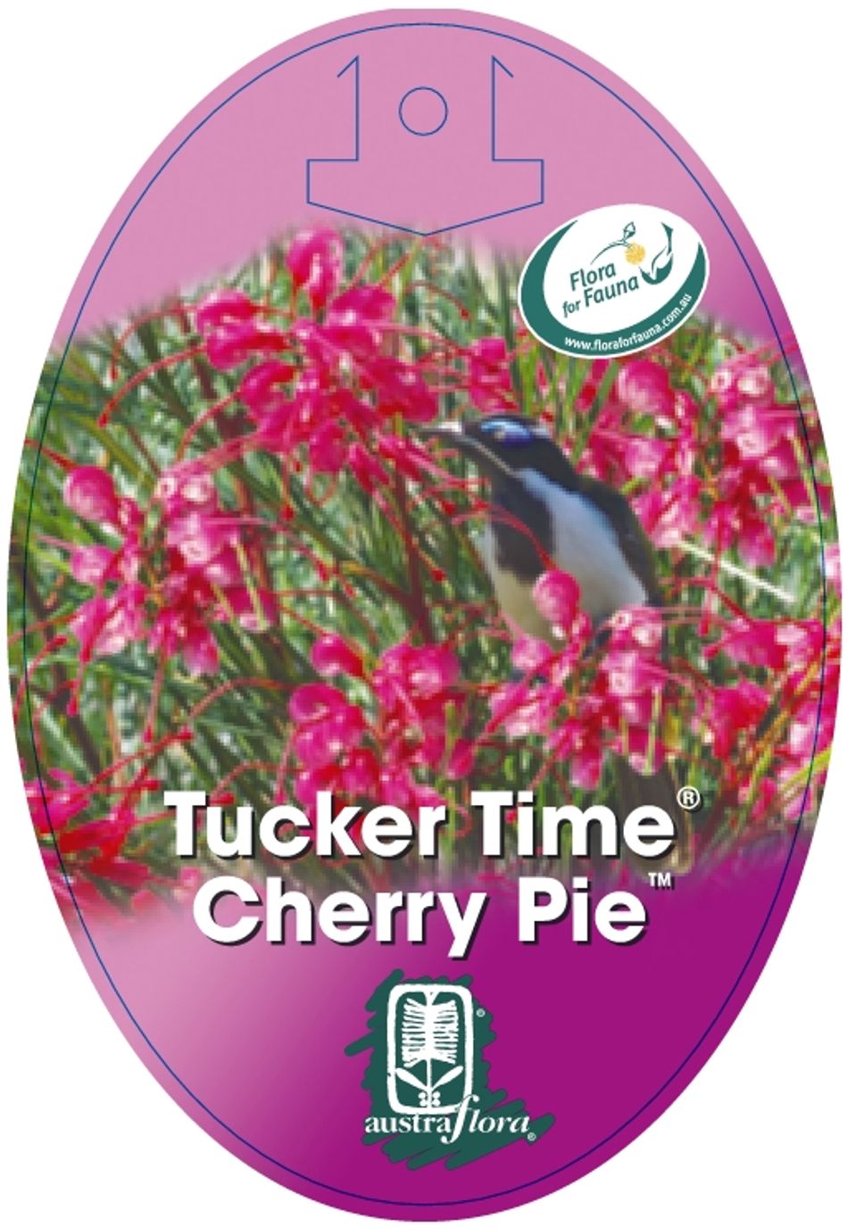 Grevillea Cherry Pie 20cm
