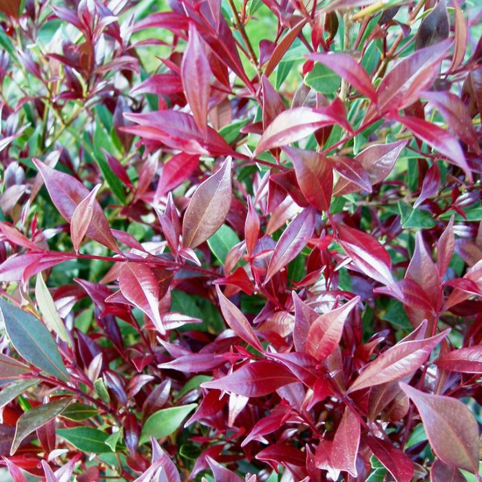 Nerium Oleander Cherry Suprise 180mm