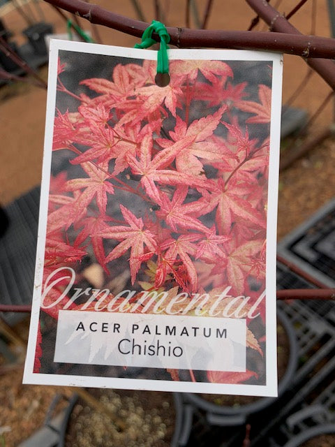 Acer Palmatum Chishio 30lt