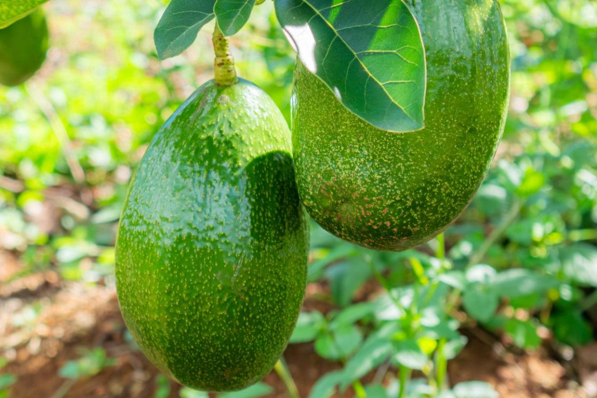 Avocado Choquette 18lt