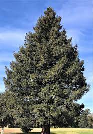 Sequola Sempervirens Coast Redwood 18lt