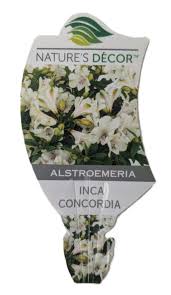 Alstoemeria Inca Concordia 180ml
